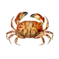 cancer-crab